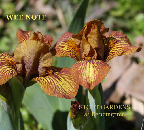 Brown and yellow plicata miniature dwarf bearded iris flower called 'Wee Note' at 'Stout Gardens at Dancingtree'.