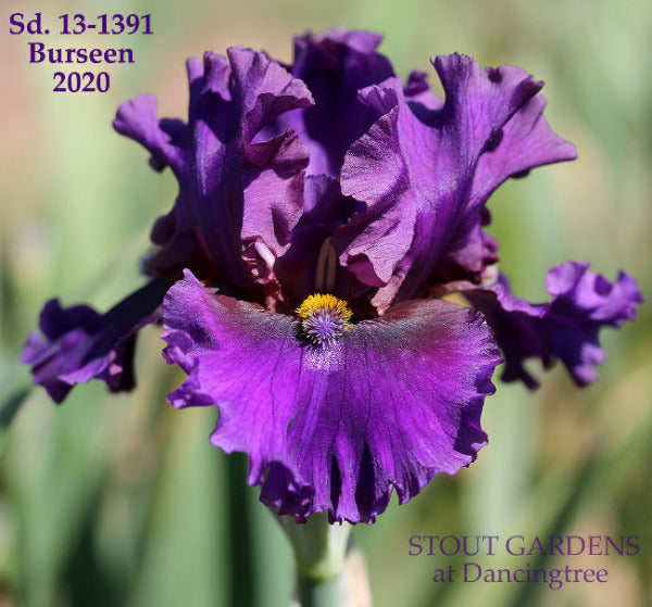Dark purple tall bearded iris 'Insomnia' is shown at 'Stout Gardens At Dancingtree'.