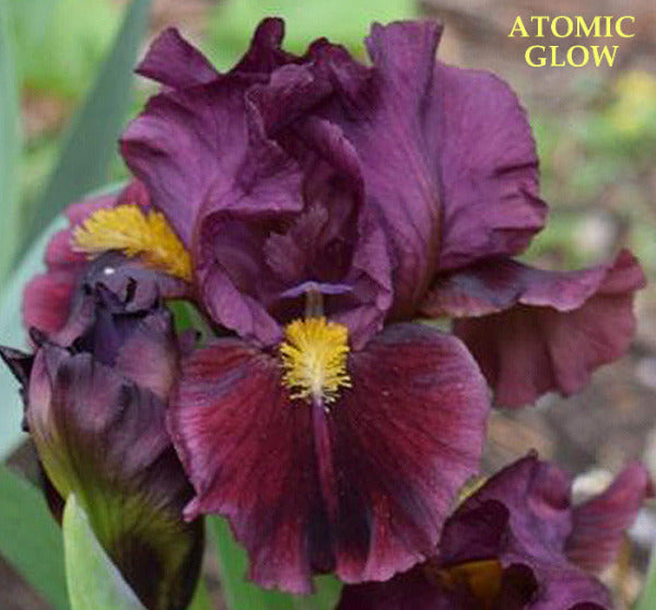 Purple Standard Dwarf Bearded iris 'Atomic Glow' at 'Stout Garden at Dancingtree'