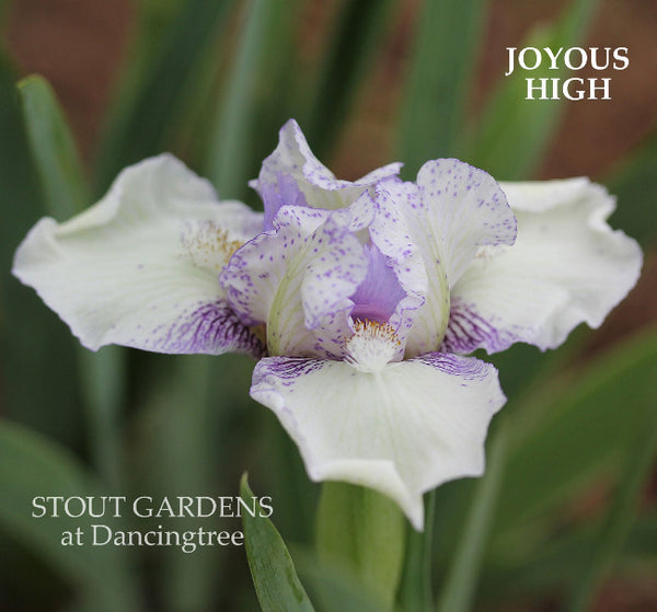 Iris Joyous High