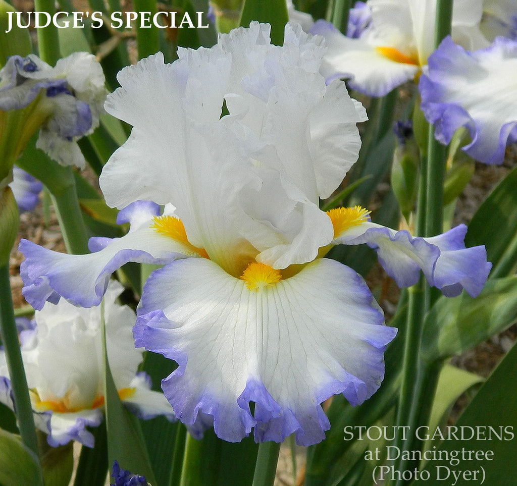 Iris Judge's Special