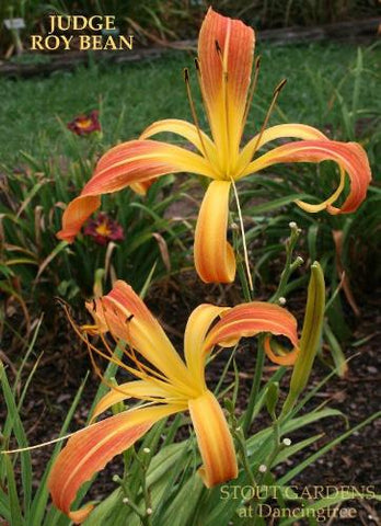 Daylily Judge Roy Bean