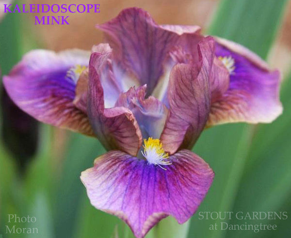 Iris Kaleidoscope Mink