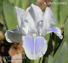 White and blue standard dwarf bearded iris flower, 'Karen Jones' available at 'Stout Gardens at Dancingtree'.