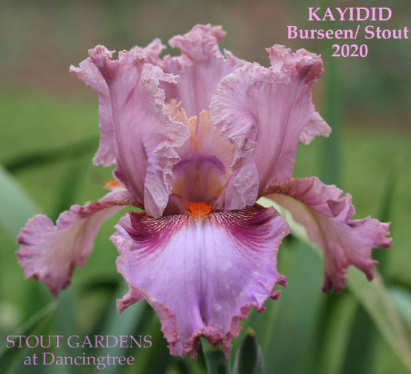 Iris Kayidid