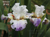 Iris Kelly Jean