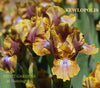 Iris Kewlopolis
