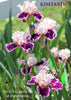 A stalk of the purple and pink tall bearded iris 'KIMTASTIC' shown at 'Stout Gardens At Dancingtree'.