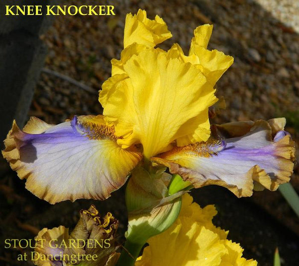 Iris Knee Knocker
