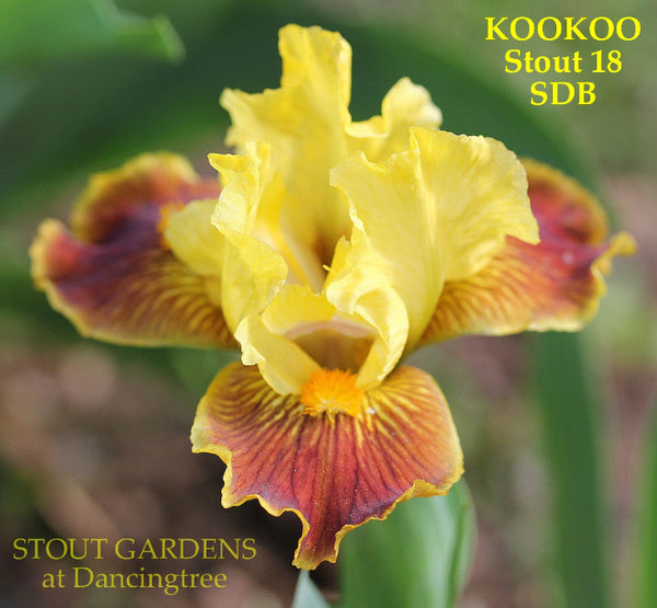 Iris Kookoo