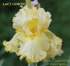 Iris Lacy Lemon