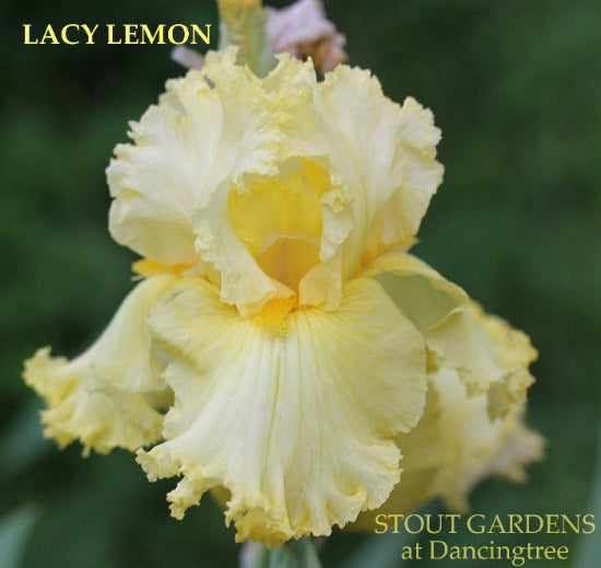 Yellow lacy tall bearded iris flower with 'Lacy Lemon' text and 'Stout Gardens at Dancingtree' branding.