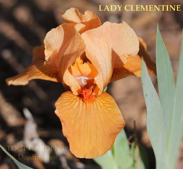 Iris Lady Clementine