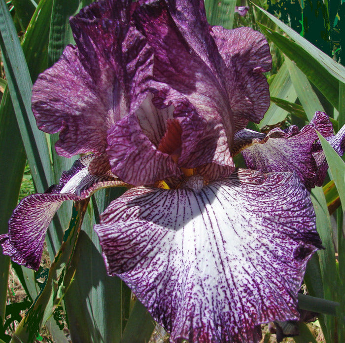 Iris Lady In Purple