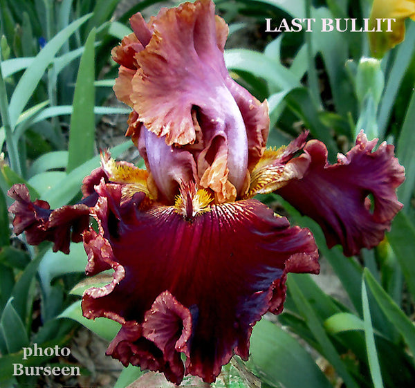 Iris Last Bullit