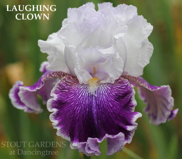 Iris Laughing Clown