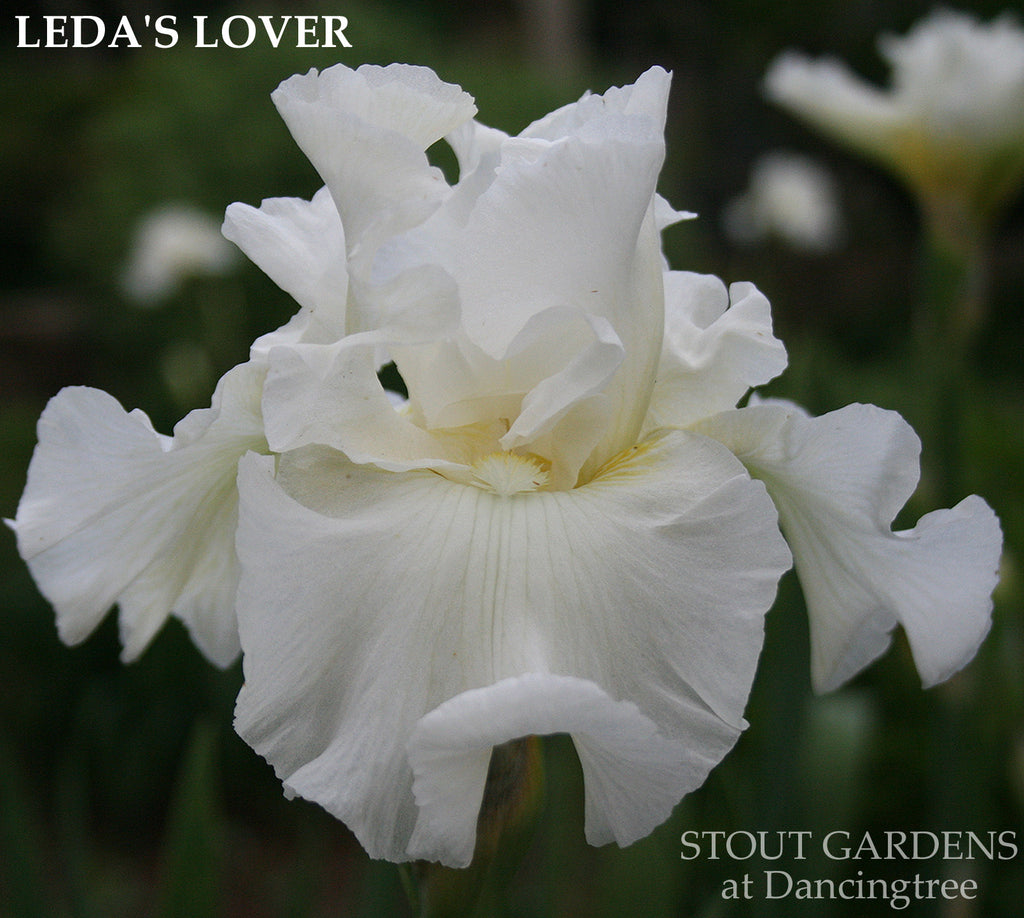 Iris Leda's Lover