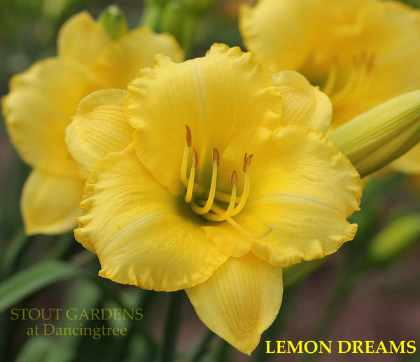 Daylily Lemon Dreams