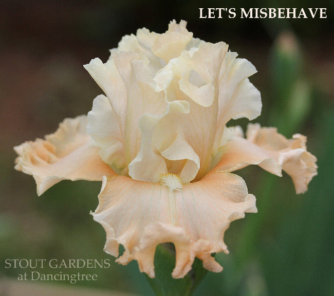 Iris Let's Misbehave