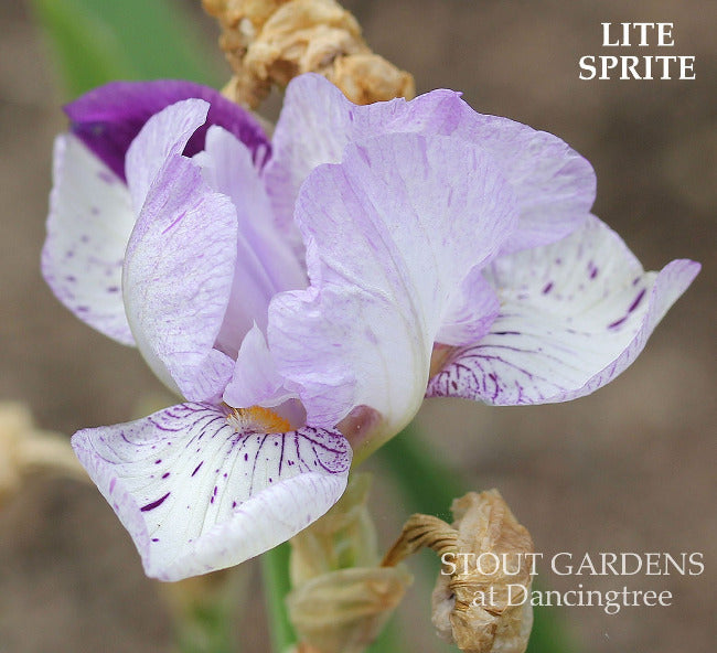 Iris Lite Sprite