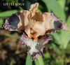 Iris Little Edgy