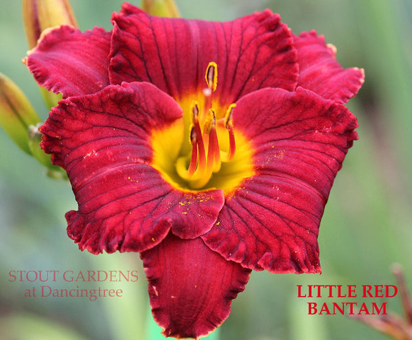 Daylily Little Red Bantam