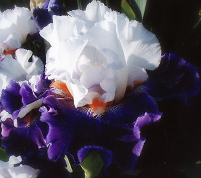 Iris Long Ways Away