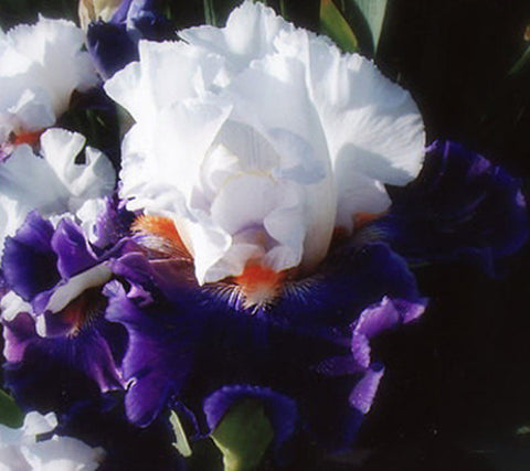 Iris Long Ways Away