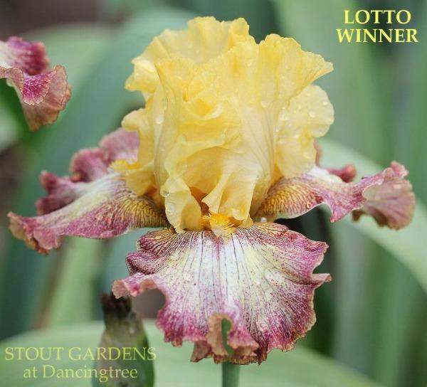 Iris Lotto Winner