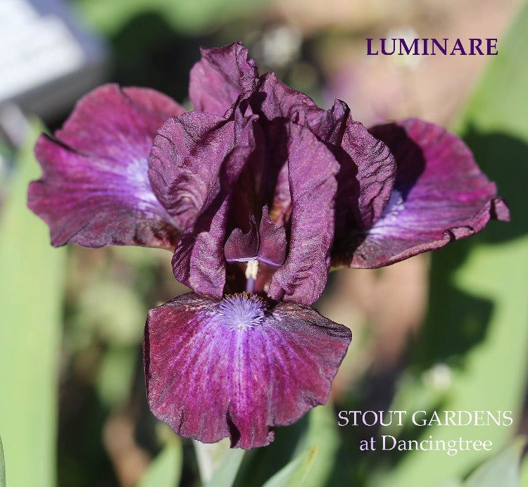 Iris Luminaire