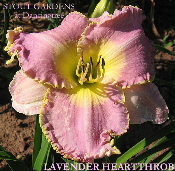 Daylily Lavender Heartthrob