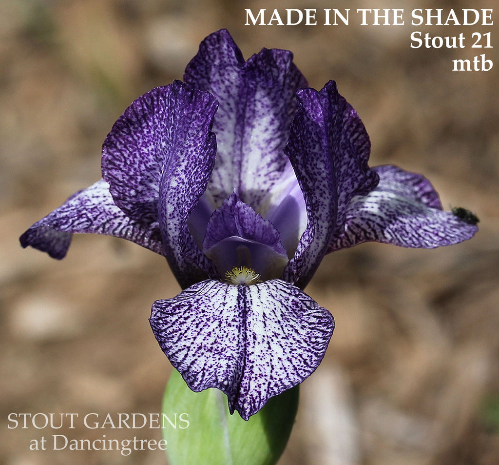 Iris Made In The Shade