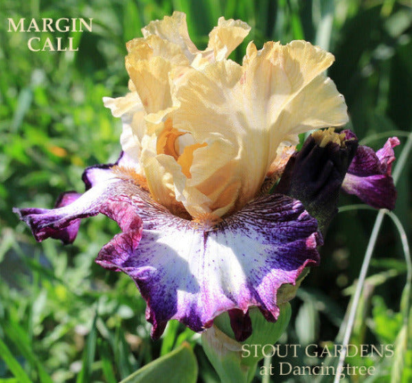 Iris Margin Call