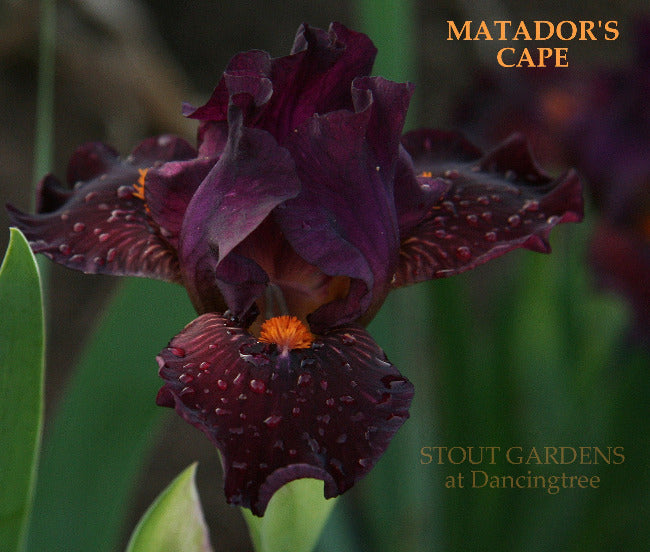Iris Matador's Cape
