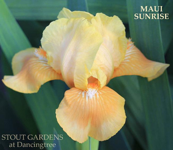 Iris Maui Sunrise