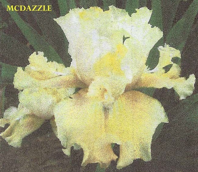 Iris Mcdazzle