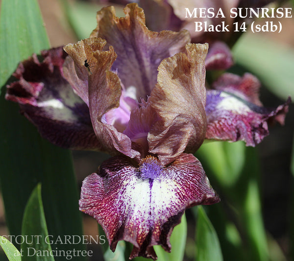 Iris Mesa Sunrise