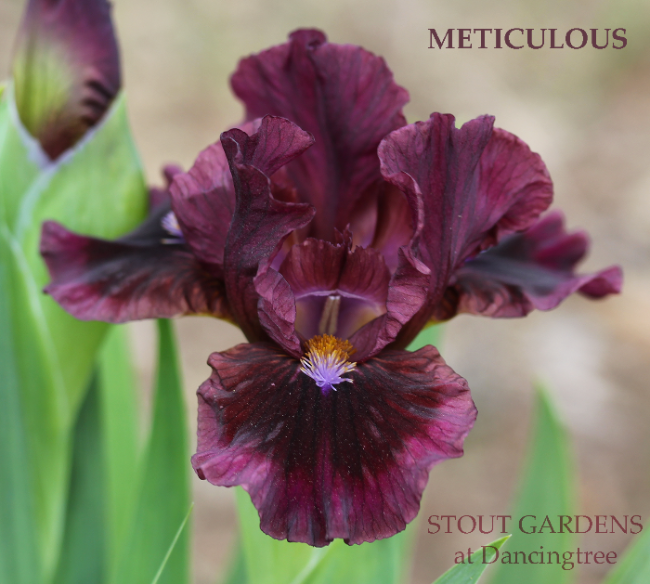 Iris Meticulous