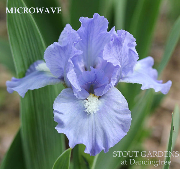 Iris Microwave