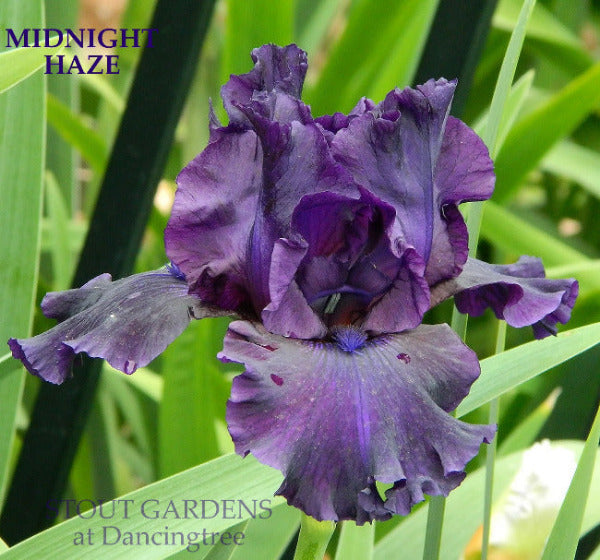 Iris Midnight Haze