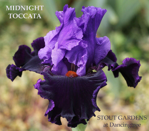 Purple bi-tone tall bearded iris flower with 'Midnight Toccata' text and 'Stout Gardens at Dancingtree' branding.