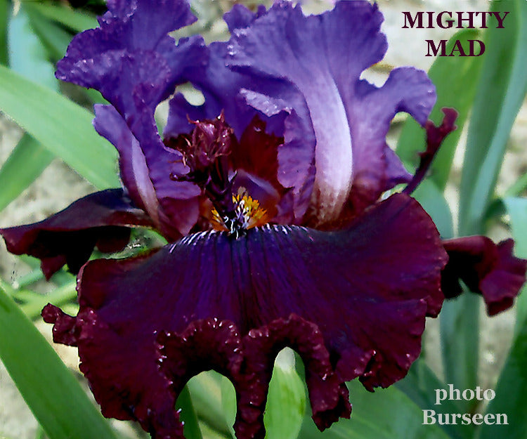 Iris Mighty Mad