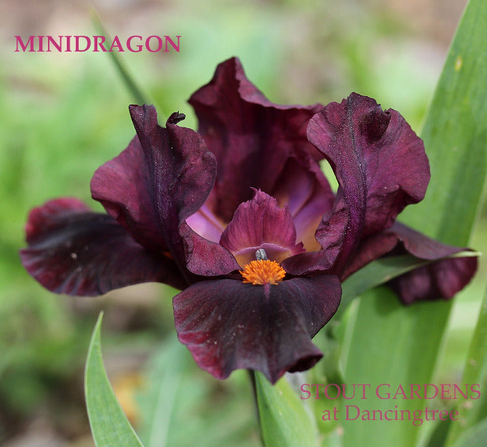 Iris Minidragon