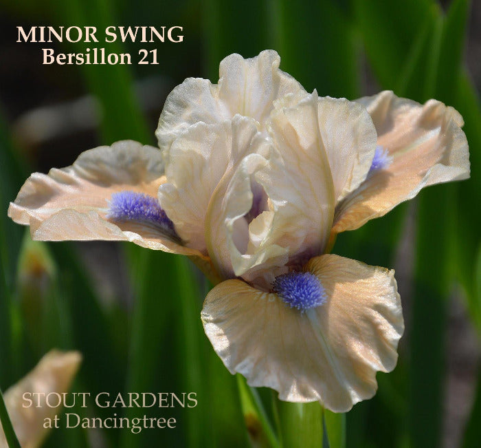 Iris Minor Swing