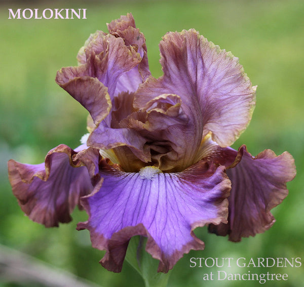 Iris Molokini