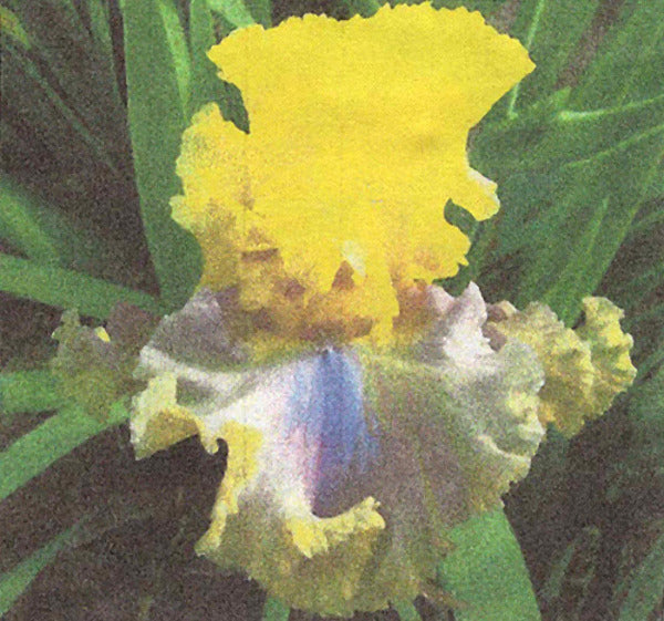 Iris Monster Mash