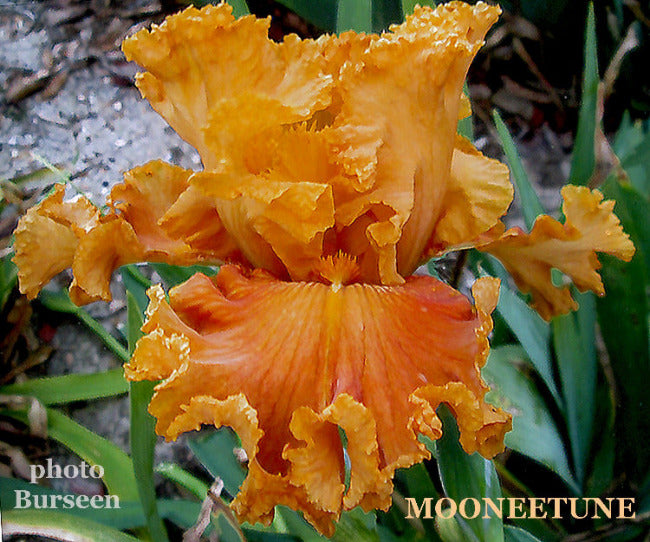 Iris Mooneetoon