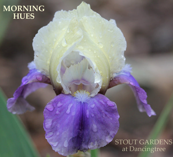 Iris Morning Hues