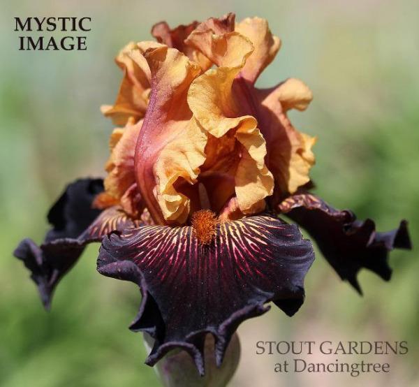 Iris Mystic Image