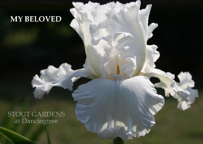 Iris My Beloved